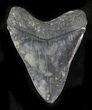 Bargain Megalodon Tooth #23417-2